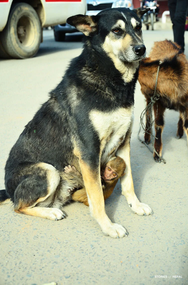 Kanchi & Rocky