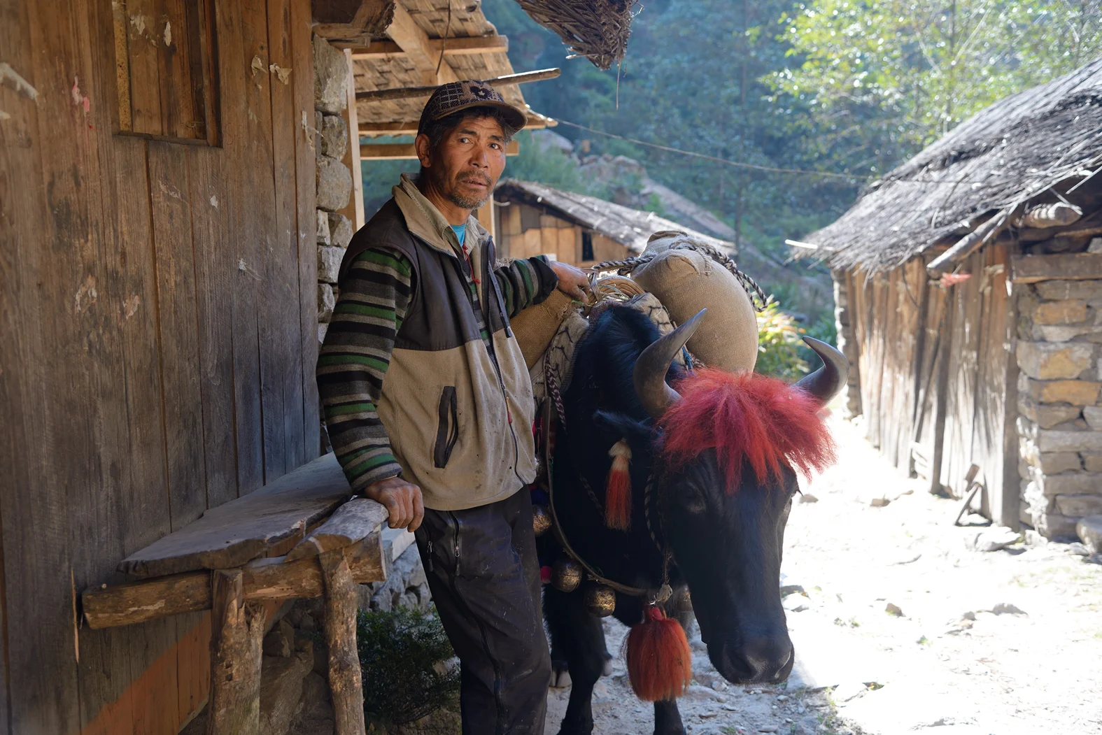 Selling Cows